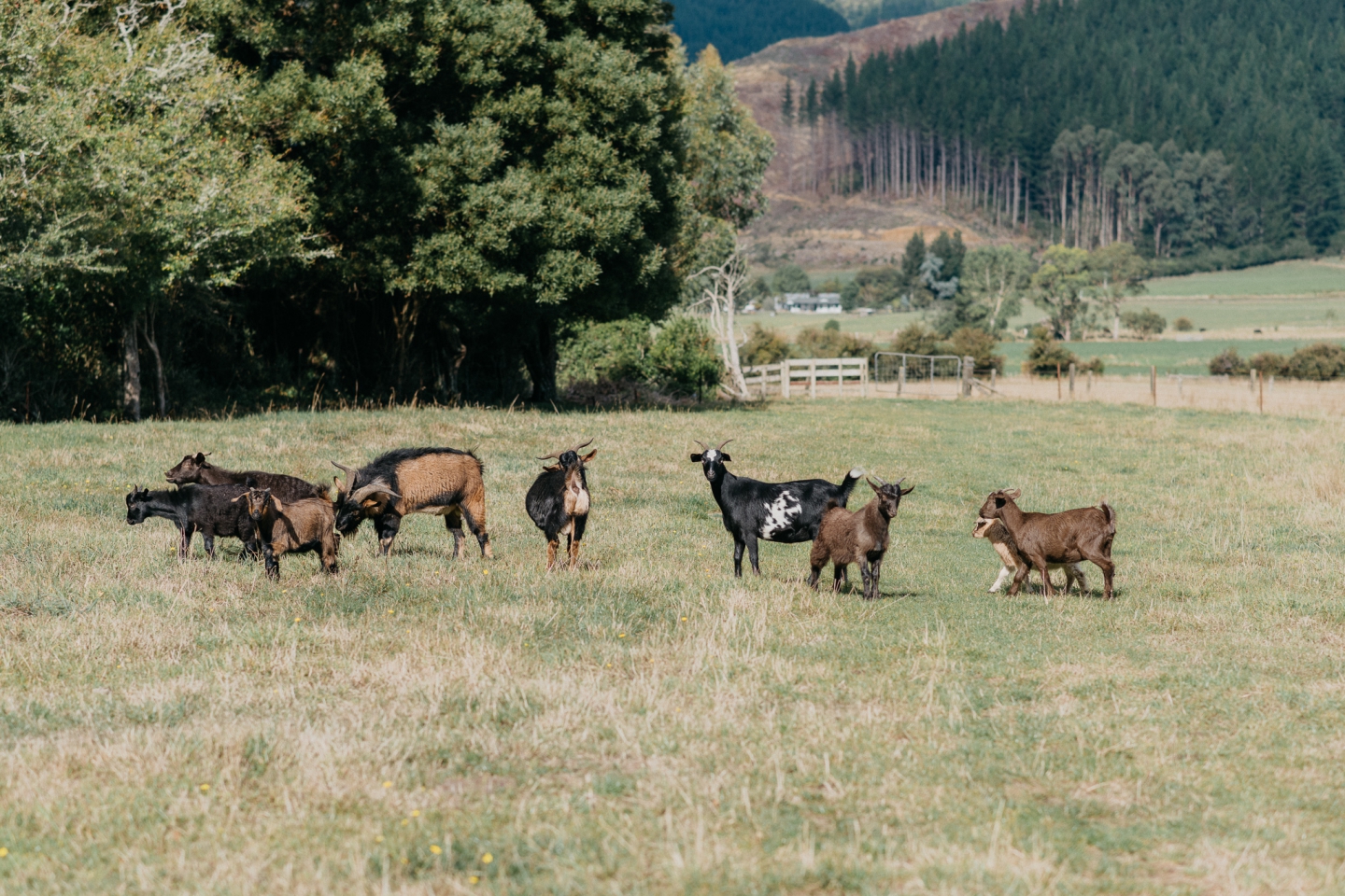 Smiths Farm – Ein toller Campingplatz für Familien